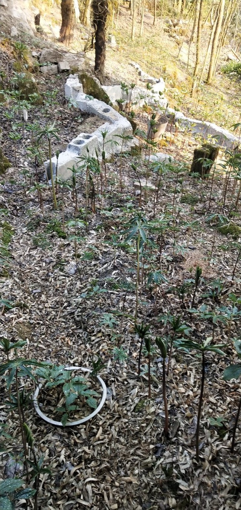 华重楼苗野生重楼盆栽七叶一枝花苗多年生药材庭院阳台绿植花