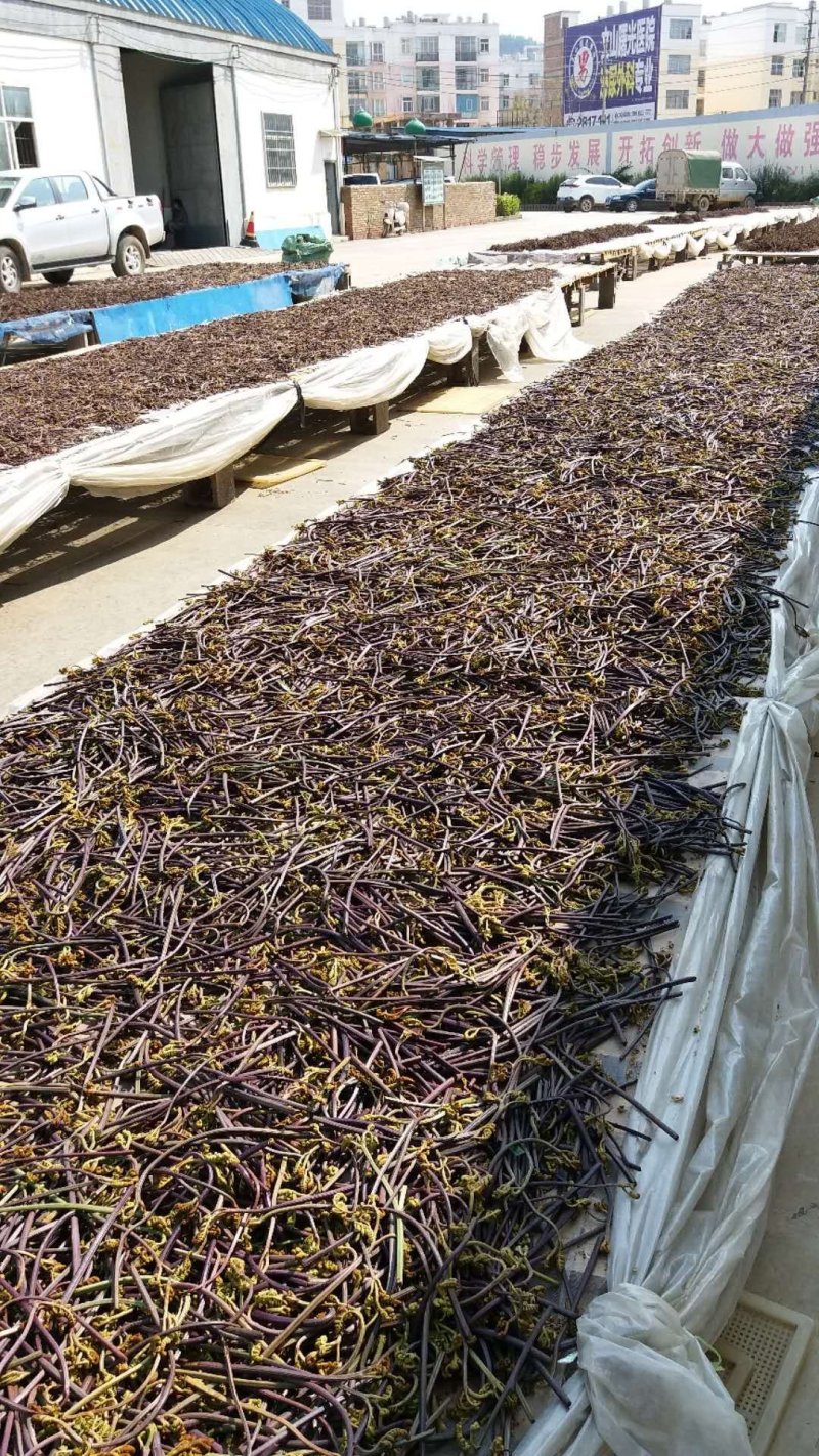 25年新货蕨菜干龙爪菜拳菜干菜脱水蔬菜