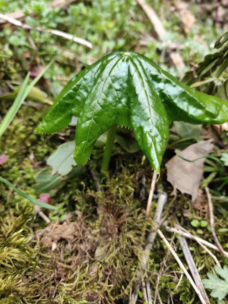 八角莲苗，山荷叶，金魁莲，旱八角莲种苗植物花卉可