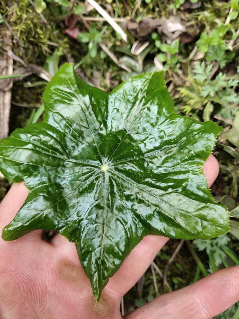 八角莲苗，山荷叶，金魁莲，旱八角莲种苗植物花卉可
