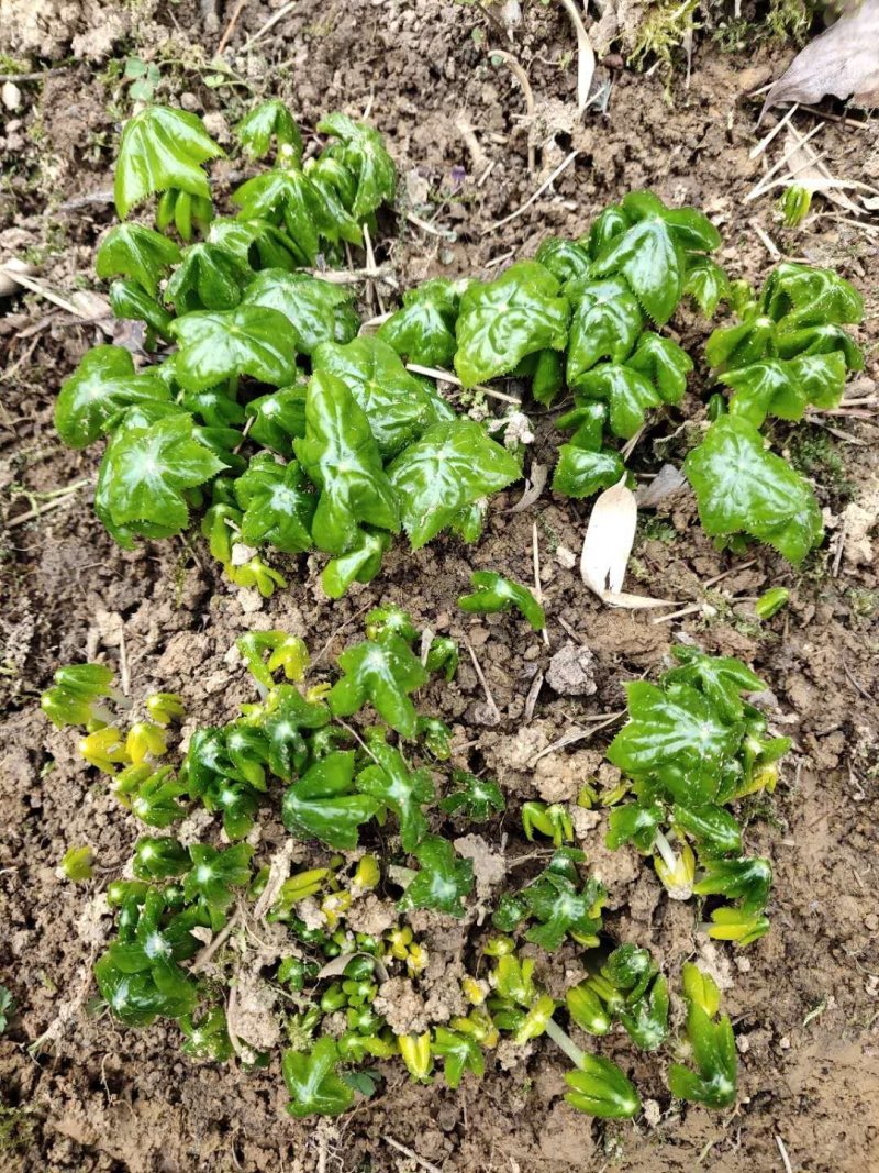 八角莲苗，山荷叶，金魁莲，旱八角莲种苗植物花卉可