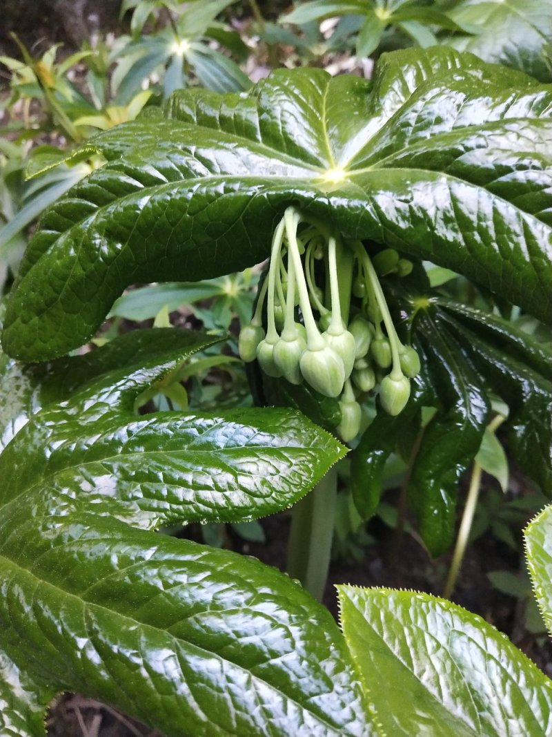 八角莲苗，山荷叶，金魁莲，旱八角莲种苗植物花卉可