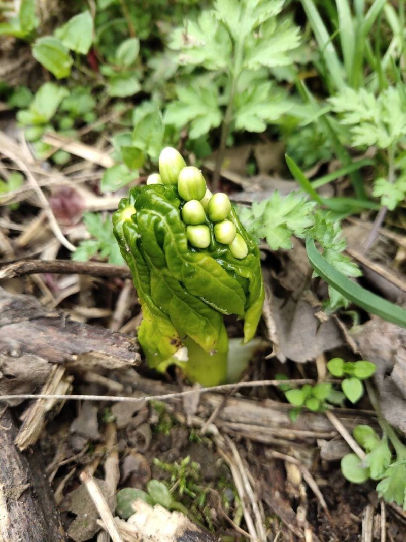 八角莲苗，山荷叶，金魁莲，旱八角莲种苗植物花卉可