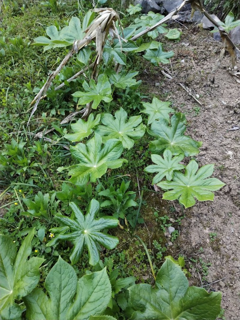 八角莲苗，山荷叶，金魁莲，旱八角莲种苗植物花卉可