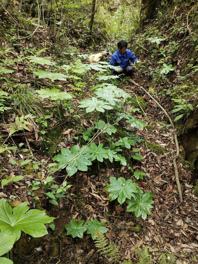 八角莲苗，山荷叶，金魁莲，旱八角莲种苗植物花卉可