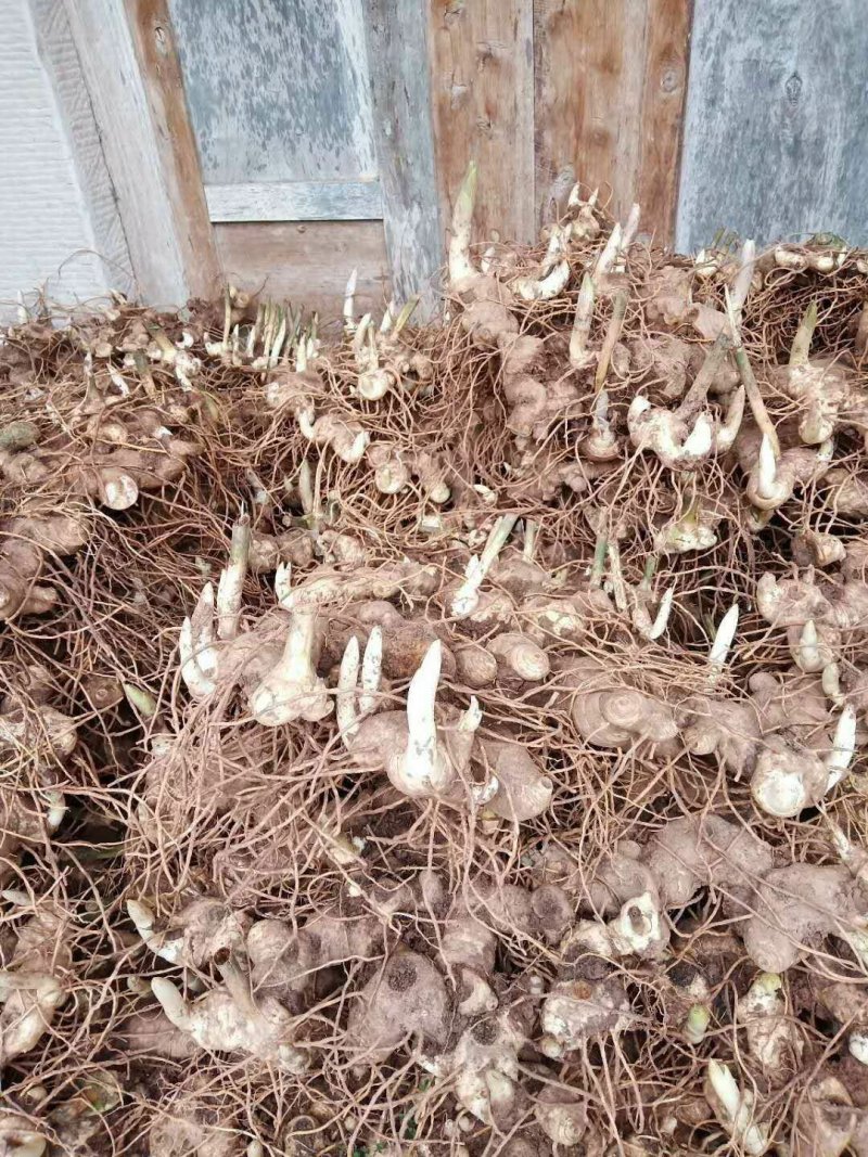 黄精块茎，黄精种茎【四川多花不倒苗姜型甜黄精】有大货