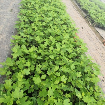 重庆市铜梁区鲜益苑无花果