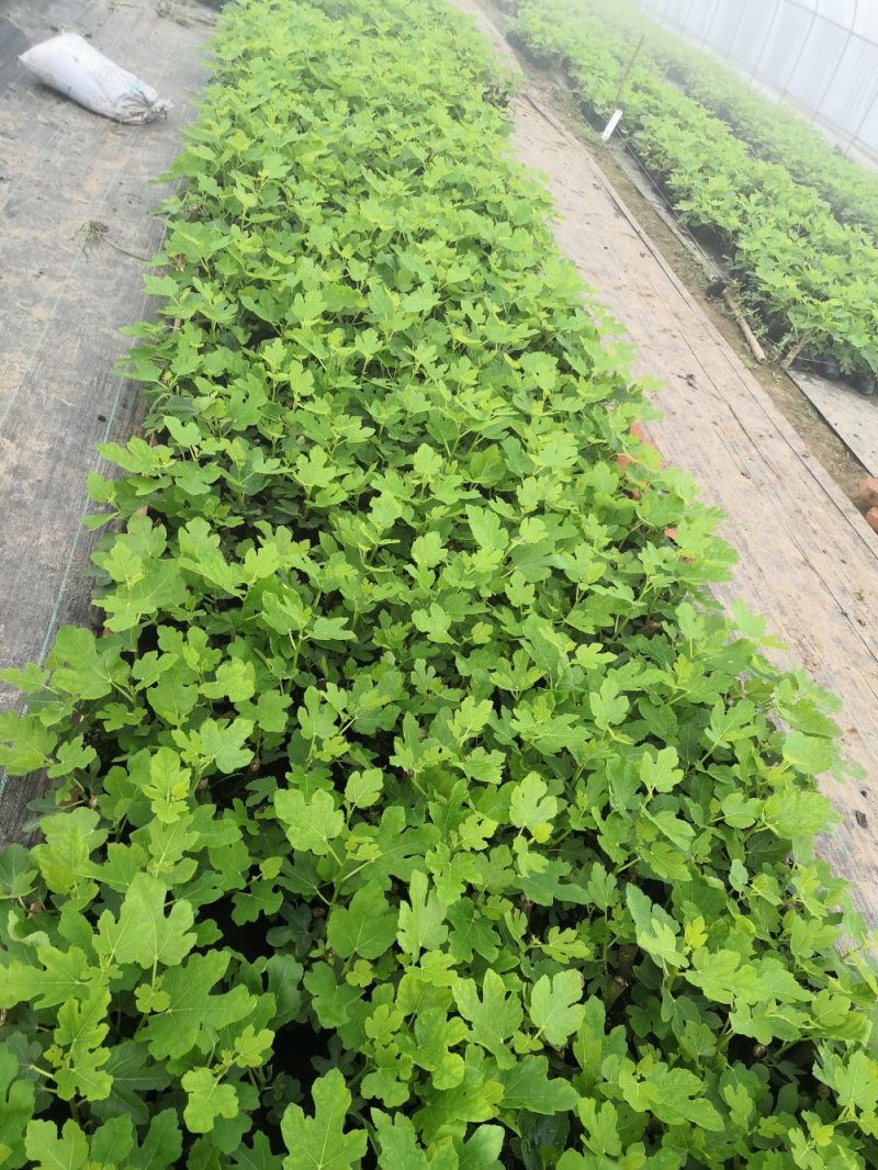 重庆市铜梁区鲜益苑无花果