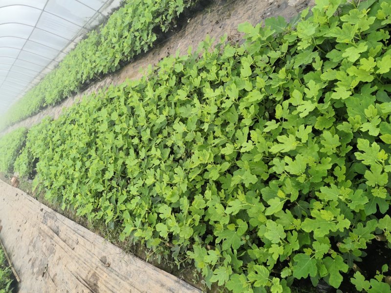 重庆市铜梁区鲜益苑无花果