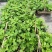 重庆市铜梁区鲜益苑无花果