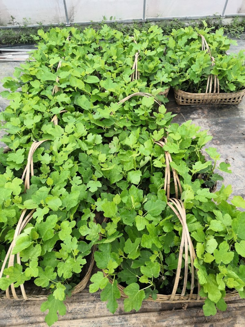 重庆市铜梁区鲜益苑无花果