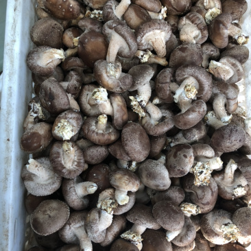 鲜香菇