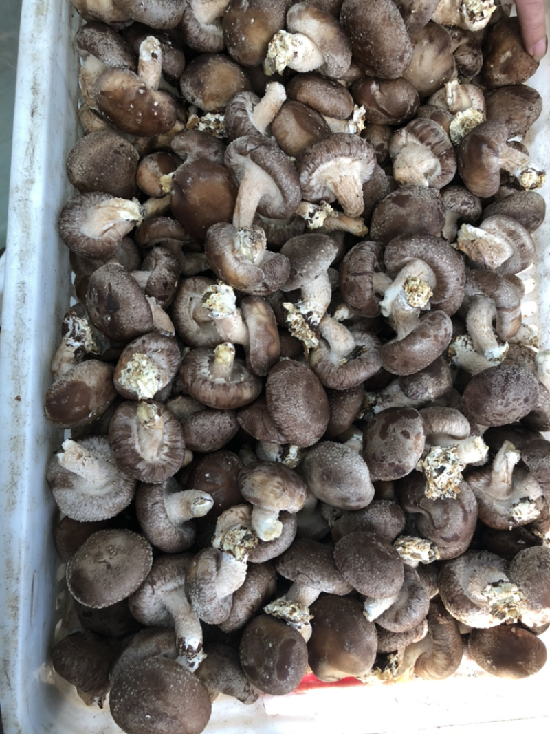 鲜香菇