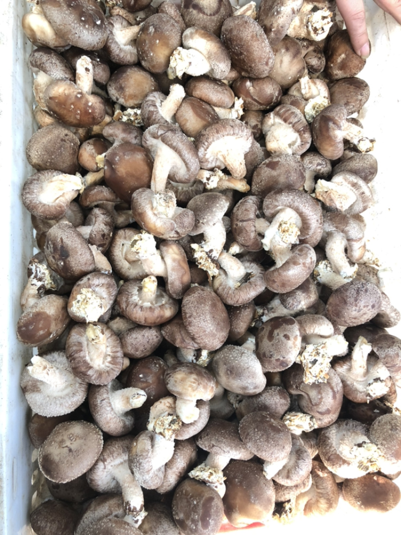鲜香菇