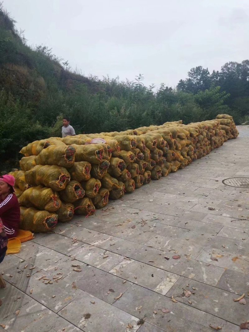 钱是赚不完的，质量保证诚信经营香芋南瓜，南瓜