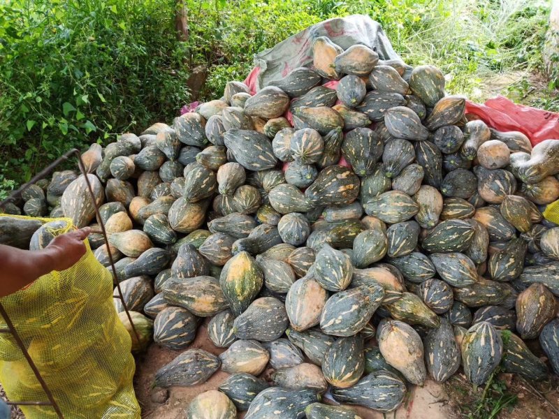 钱是赚不完的，质量保证诚信经营香芋南瓜，南瓜