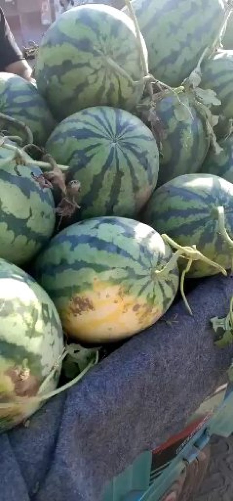 西农8号西瓜10斤打底9成熟1茬