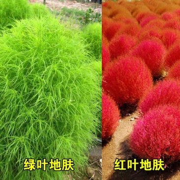 地肤种子红色绿色扫帚苗孔雀松高发芽率包邮