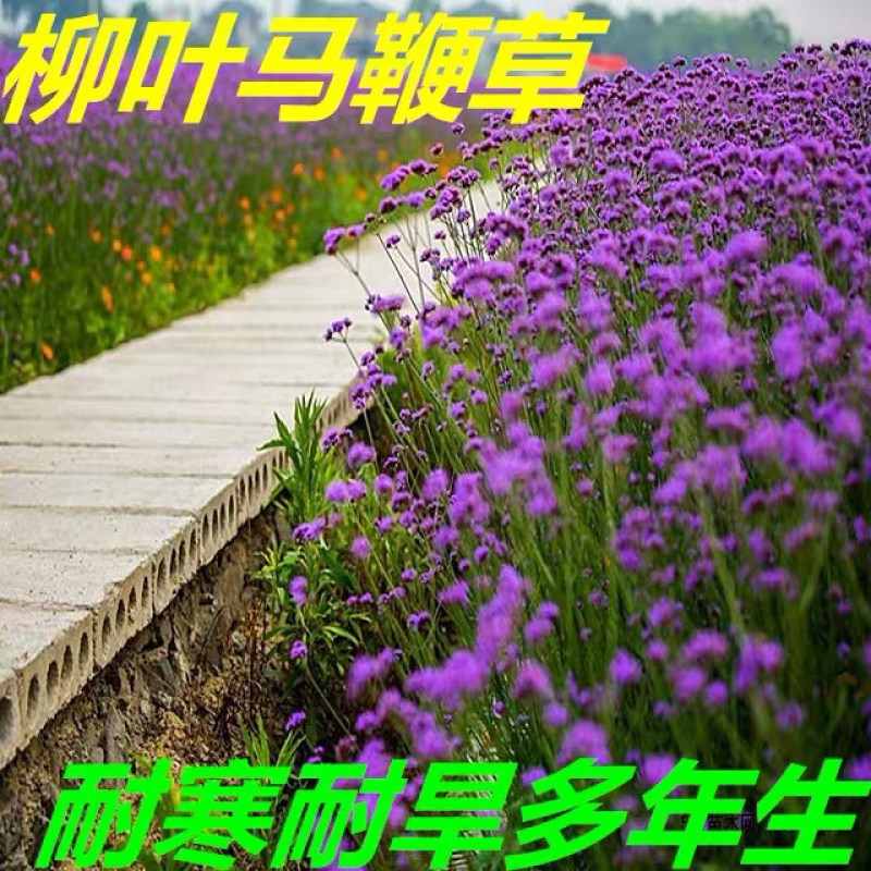 马鞭草种子多年生宿根花卉种子花海种子包邮