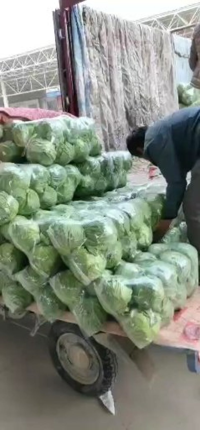 邯郸永年县，甘蓝精品，万亩基地质量保证，超市，加工厂直供