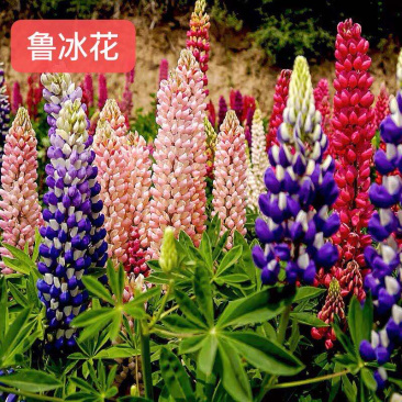 鲁冰花种子羽扇豆种子高发芽率园林景观花海包邮
