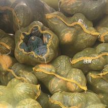 五千亩香芋南瓜八月份上市寻求全国客商合作共赢