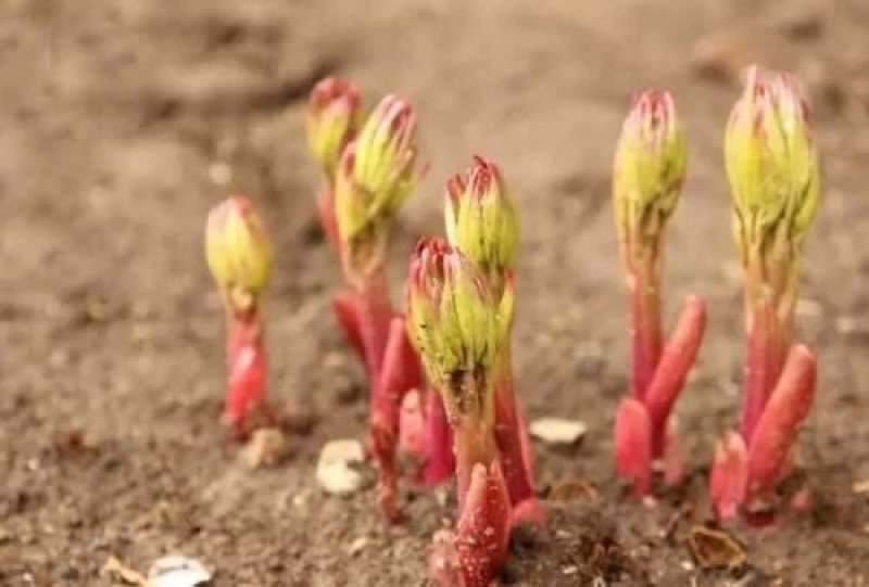 芍药根庭院花卉四季开花易活芍药根块带芽室内盆栽室外庭院