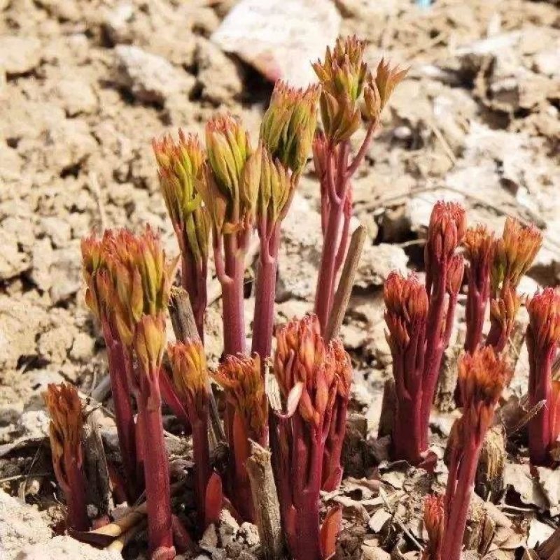 芍药根庭院花卉四季开花易活芍药根块带芽室内盆栽室外庭院
