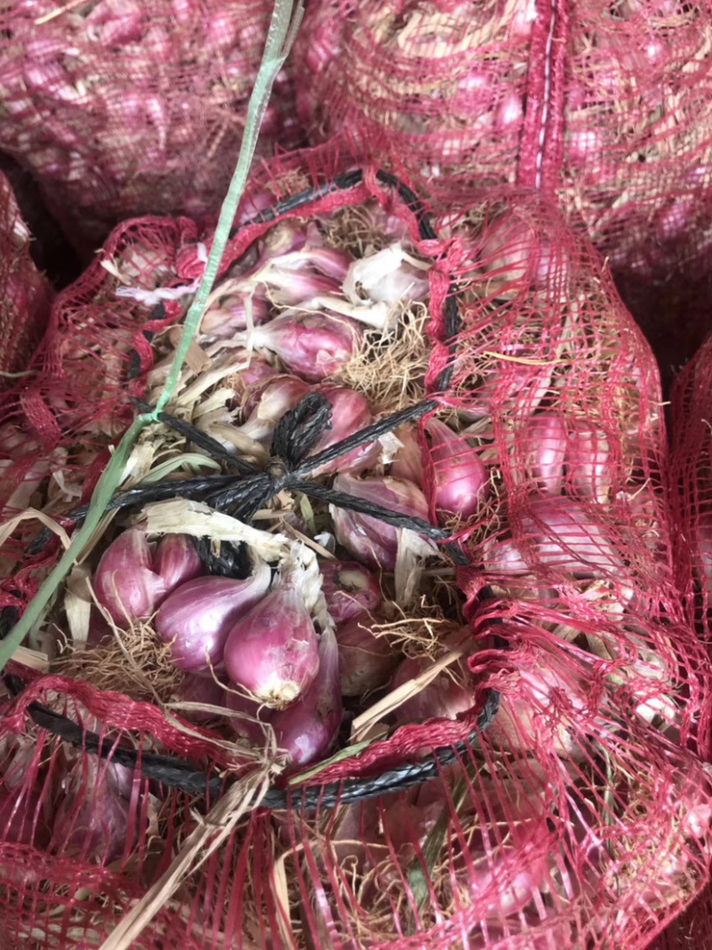广西香葱头火葱带苗光葱红黄皆有产地直销长期供应支持一件