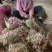 广西香葱头火葱带苗光葱红黄皆有产地直销长期供应支持一件