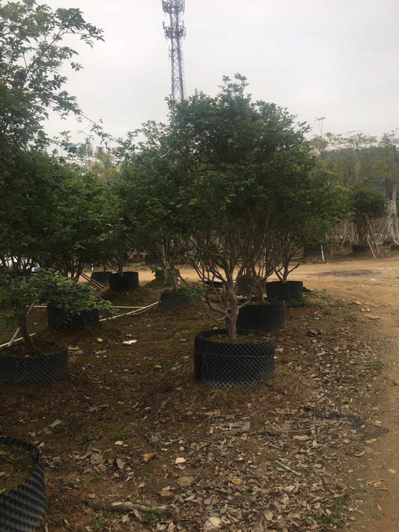 嘉宝果(价格实惠，量大从优)长期供应各种苗木