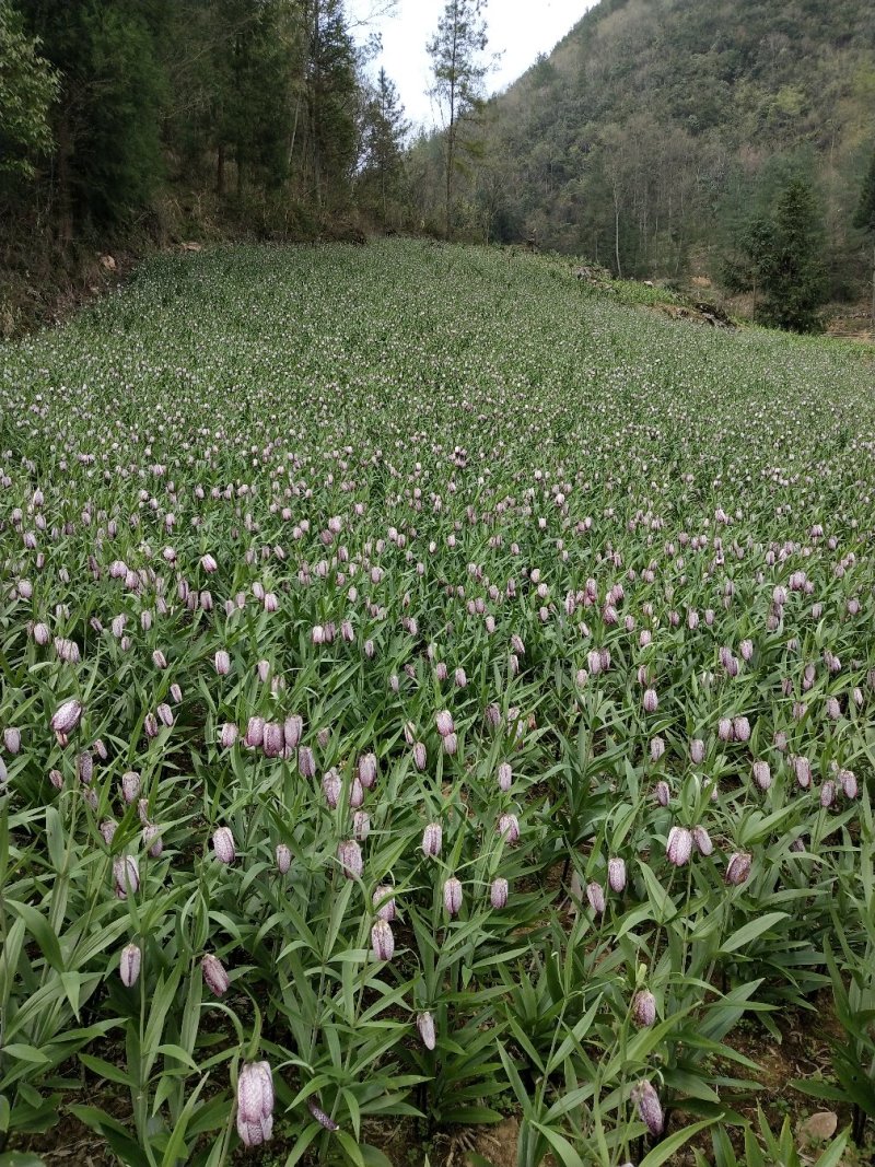湖北紫花平贝母贝母种球湖北贝母种苗鄂贝母苗种球川贝母苗种