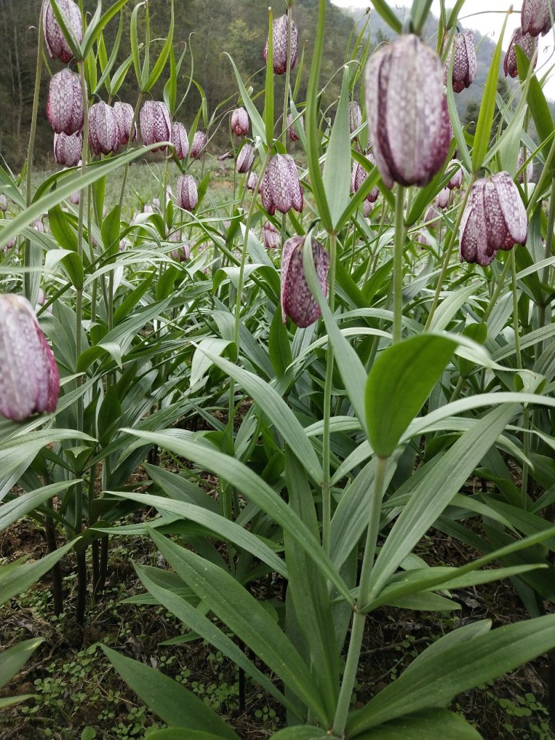 湖北紫花平贝母贝母种球湖北贝母种苗鄂贝母苗种球川贝母苗种