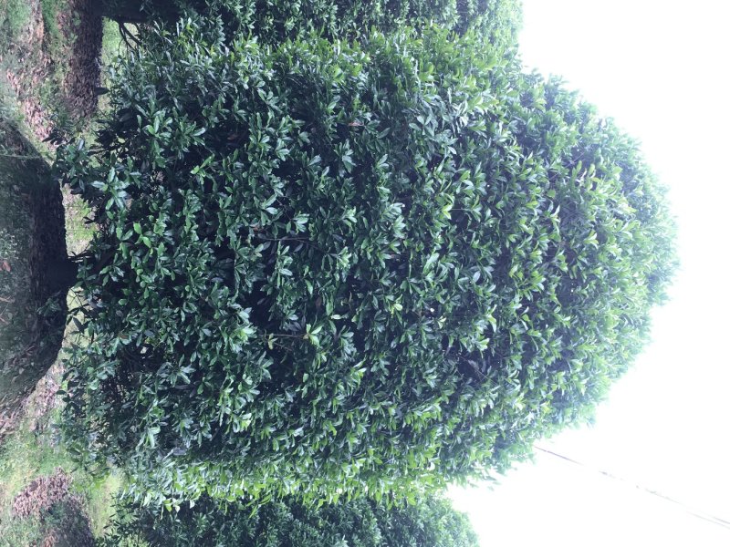 巨型桂花树出售，低开枝桂花树价格