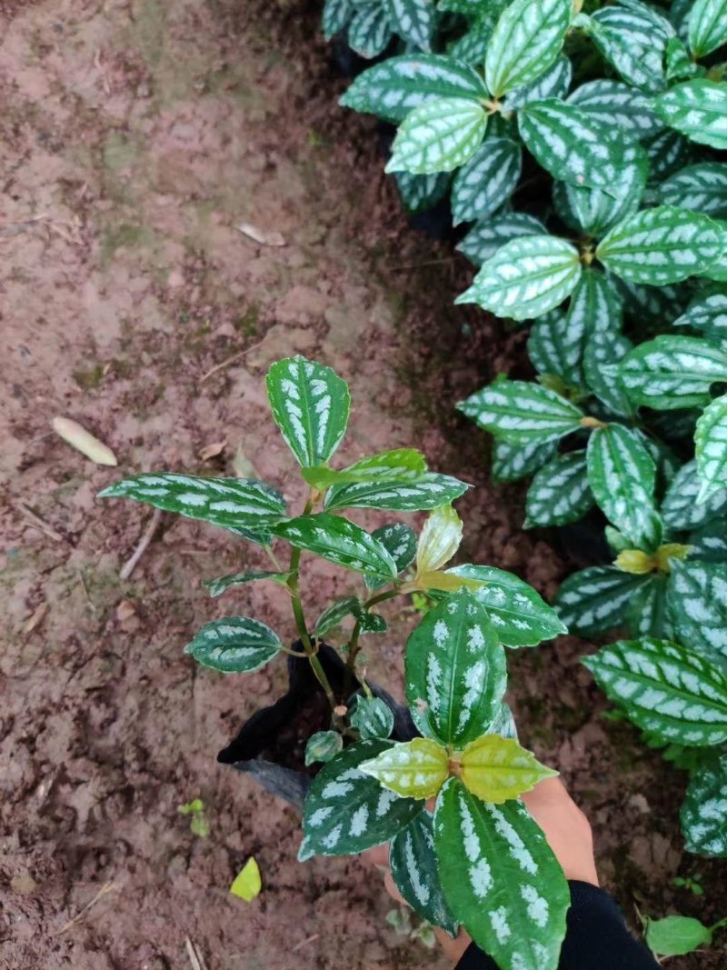 冷水花基地绿化好选择