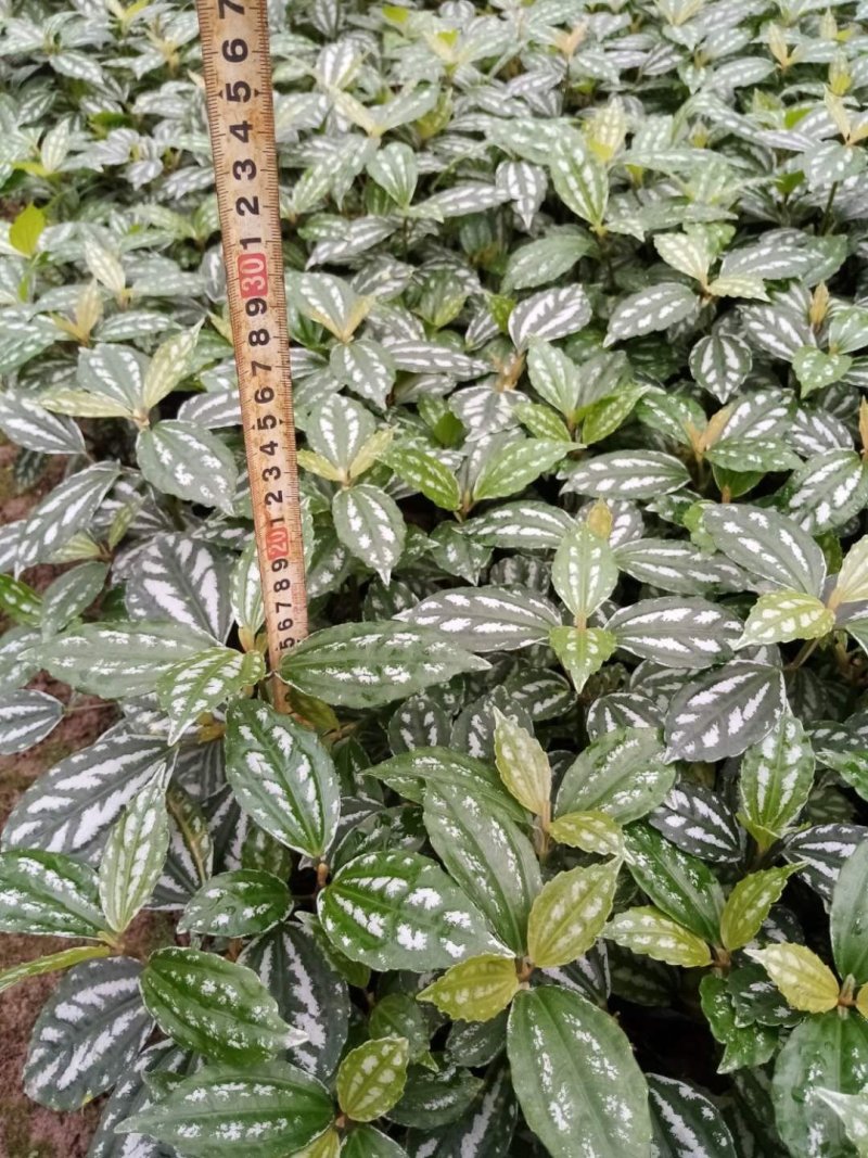 冷水花基地绿化好选择