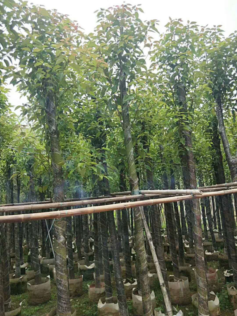 绿化苗木香樟(光杆骨架苗)长期供应各种苗木