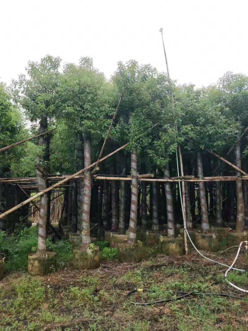 绿化苗木香樟(光杆骨架苗)长期供应各种苗木