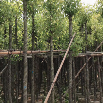 绿化苗木香樟(光杆骨架苗)长期供应各种苗木