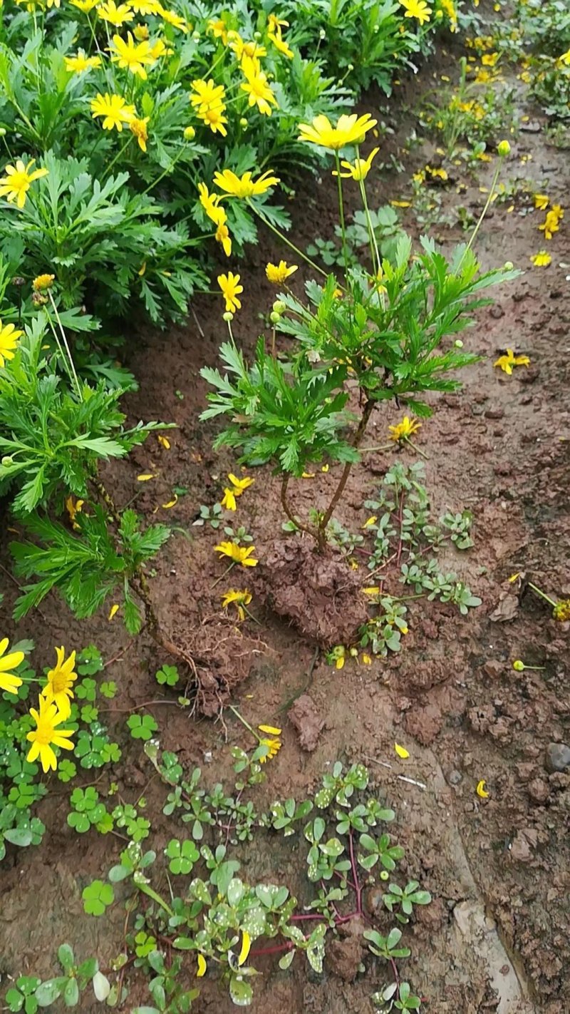 冷水花基地绿化好选择