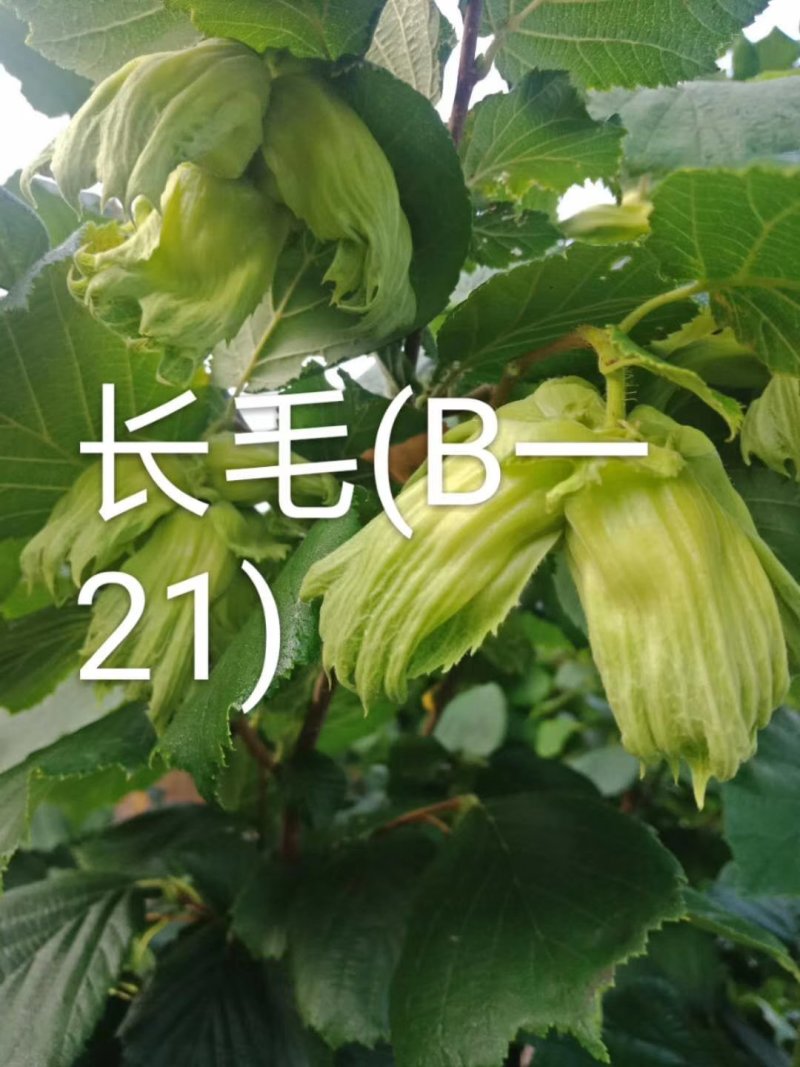 优质高产新品种榛子树苗大量供应