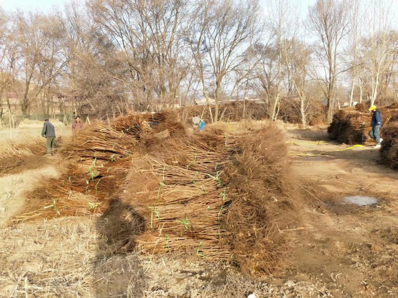 优质高产新品种榛子树苗大量供应