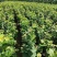优质高产新品种榛子树苗大量供应