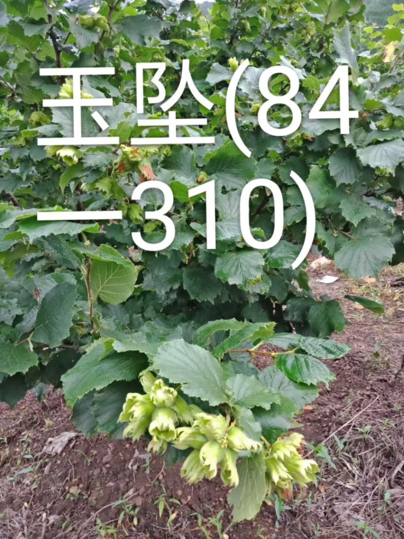 优质高产新品种榛子树苗大量供应