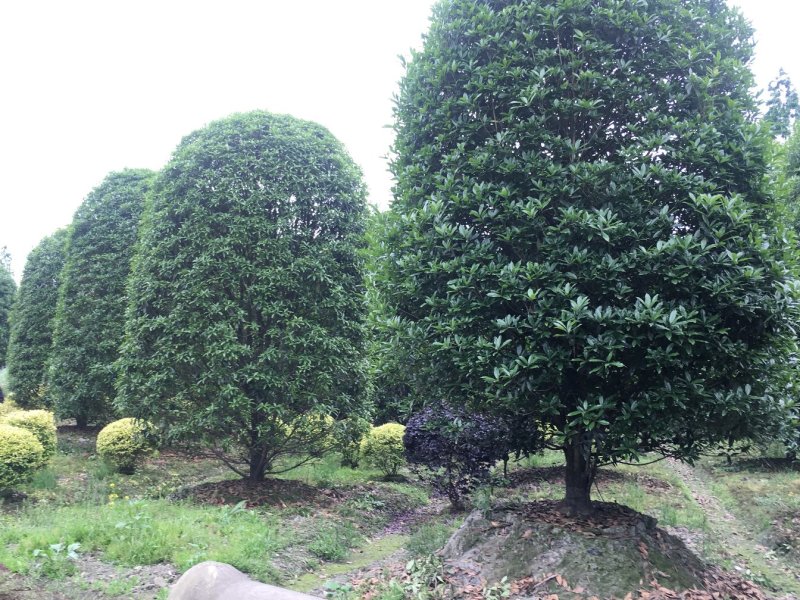 低开枝柱型桂花基地，精品桂花树价格