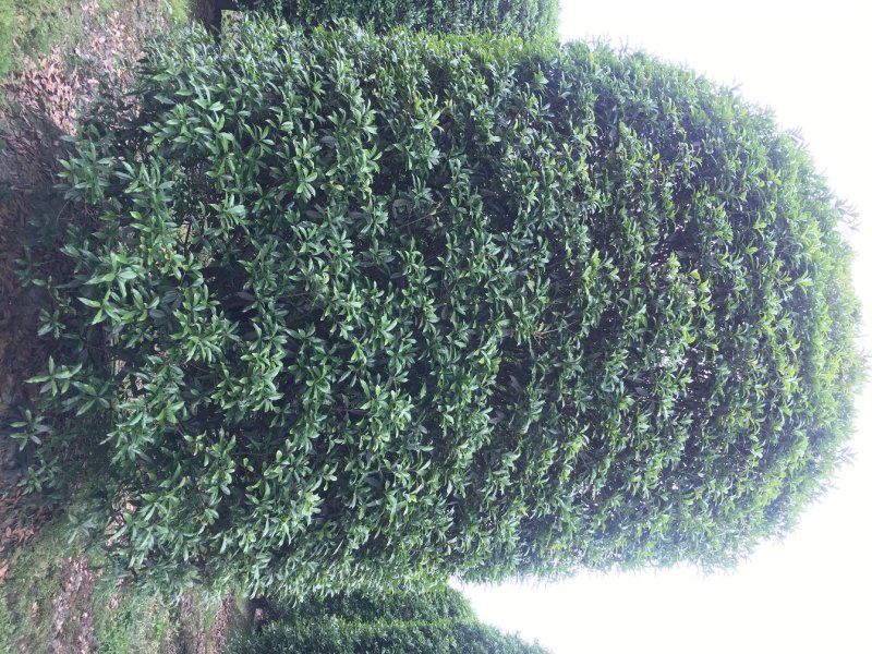 低开枝柱型桂花基地，精品桂花树价格