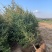 云杉树苗大量供应自产自销基地苗