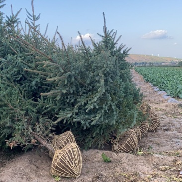 云杉树苗大量供应自产自销基地苗