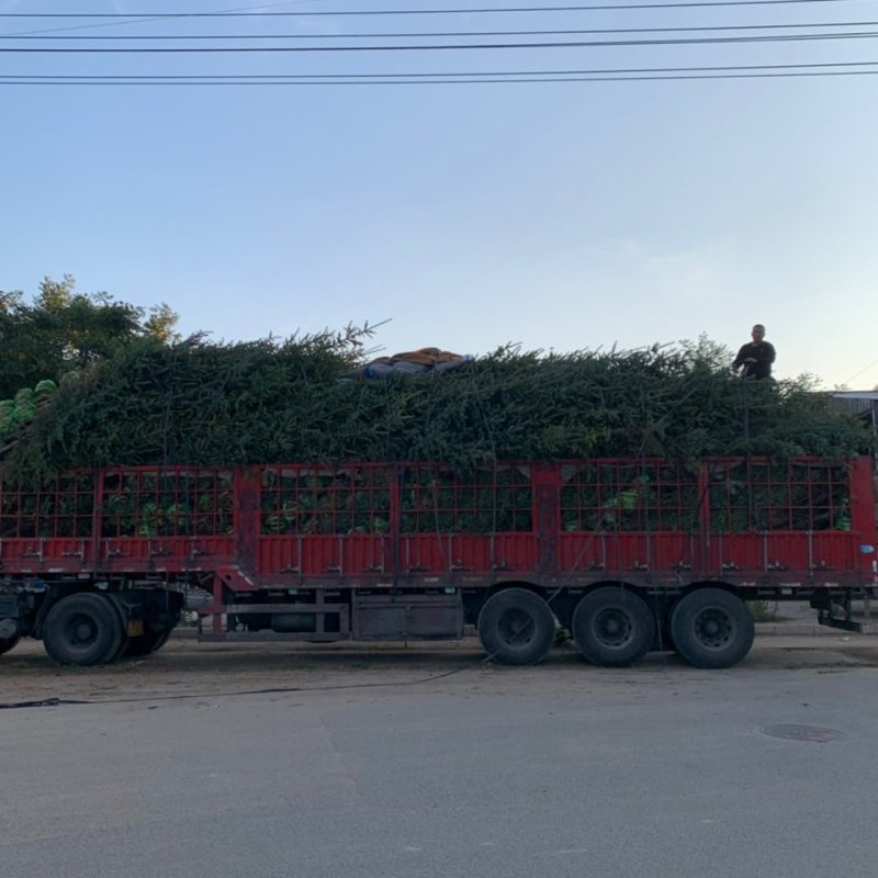 云杉树苗大量供应自产自销基地苗