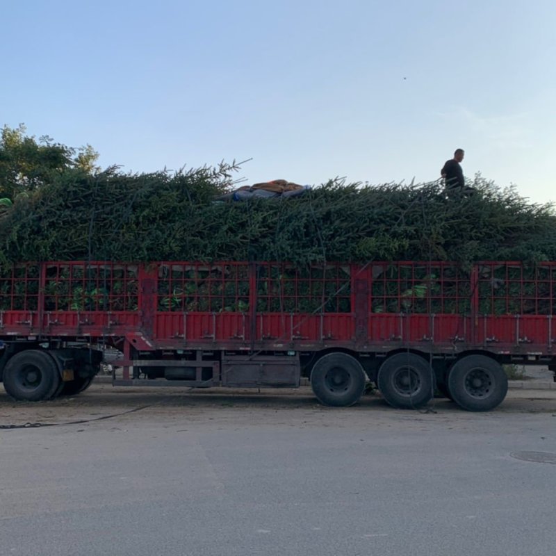 云杉树苗大量供应自产自销基地苗